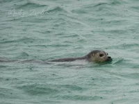 Gewone zeehond [Phoca vitulina]